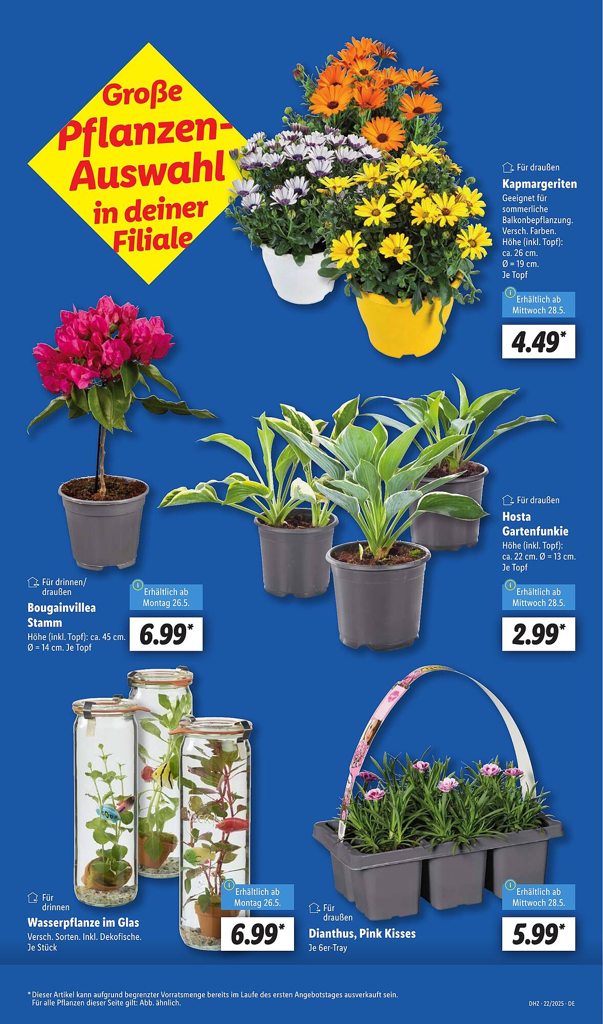 Lidl Prospekt