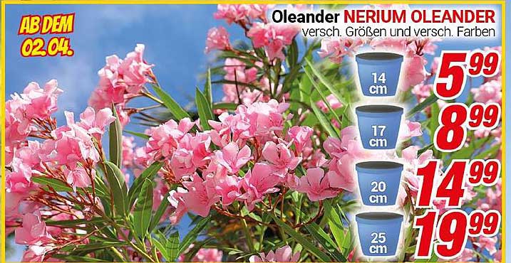 Oleander NERIUM OLEANDER verschied. Größen und verschied. Farben