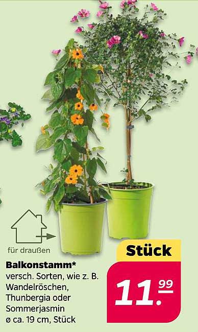 Balkonstamm verschiedene Sorten wie z. B. Wandelröschen, Thunbergia oder Sommerjasmin