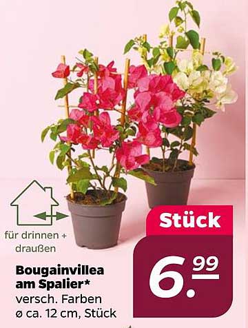 Bougainvillea am Spalier - versch. Farben, Ø ca. 12 cm, Stück