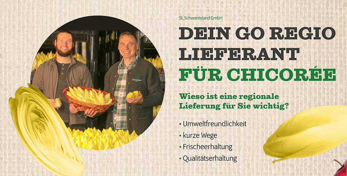 Chicorée frisch aus der Region