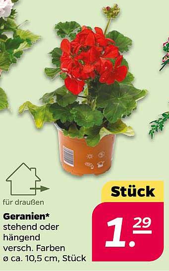 Geranien* stehend oder hängend verschied. Farben Ø ca. 10,5 cm, Stück