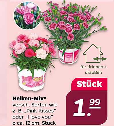 Nelken-Mix* versch. Sorten wie z. B. 'Pink Kisses' oder 'I love you' ø ca. 12 cm, Stück