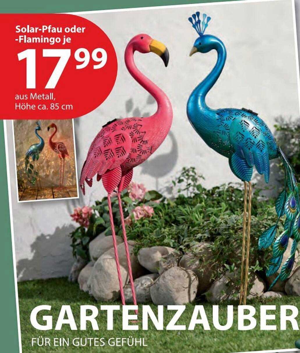Solar-Pfau oder -Flamingo je