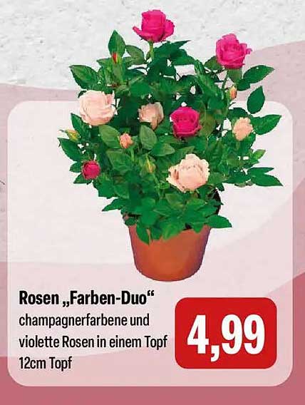Rosen „Farben-Duo“ champagnerfarbene und violette Rosen in einem Topf 12cm Topf