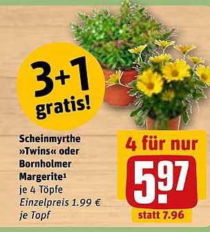 3+1 gratis! Scheinmyrthe »Twins« oder Bornholmer Margerite