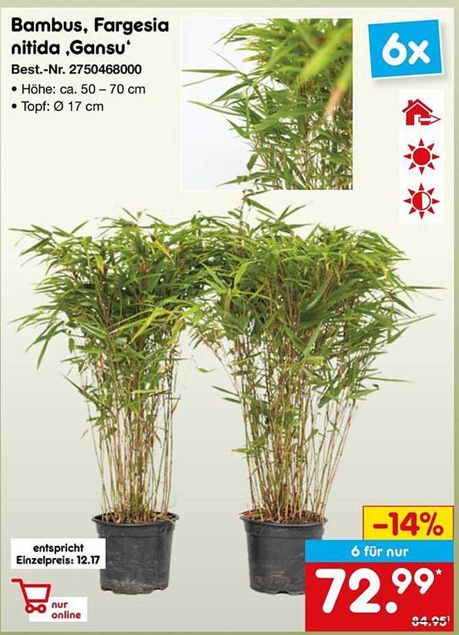 Bambus, Fargesia nitida 'Gansu'