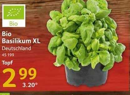 Bio Basilikum XL im Topf