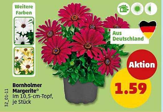 Bornholmer Margerite* im 10,5-cm-Topf, je Stück