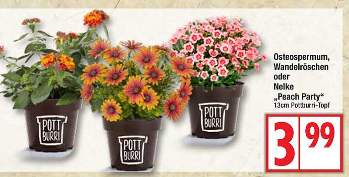Osteospermum, Wandelröschen oder Nelke „Peach Party“ 13cm Pottburri-Topf