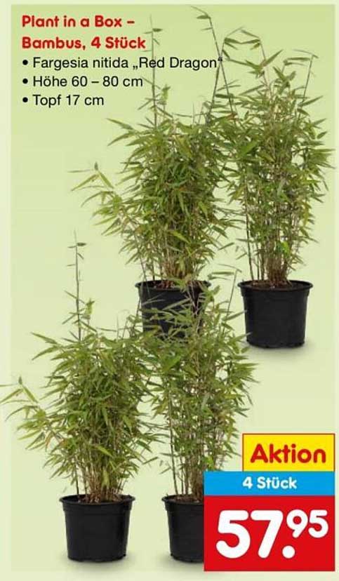 Plant in a Box – Bambus, 4 Stück