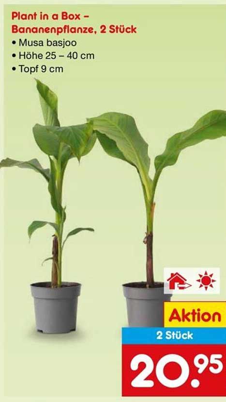 Plant in a Box - Bananenpflanze, 2 Stück