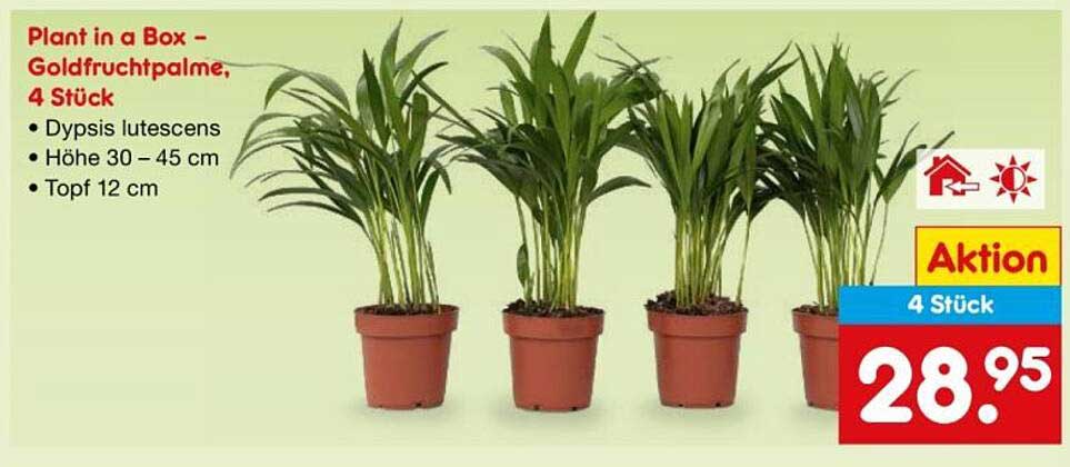 Plant in a Box – Goldfruchtpalme, 4 Stück
