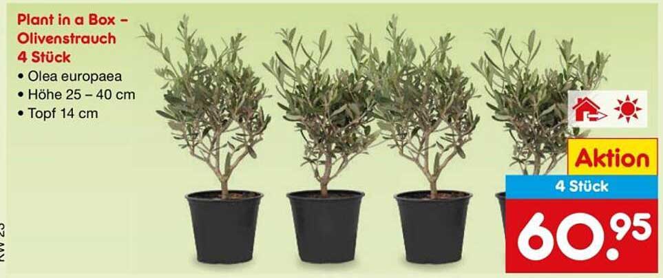 Plant in a Box – Olivenstrauch 4 Stück