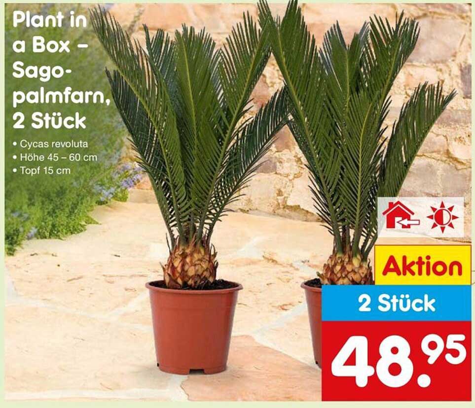 Plant in a Box – Sagopalmfarn, 2 Stück