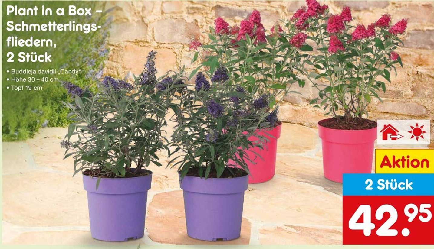 Plant in a Box – Schmetterlingsfliedern, 2 Stück