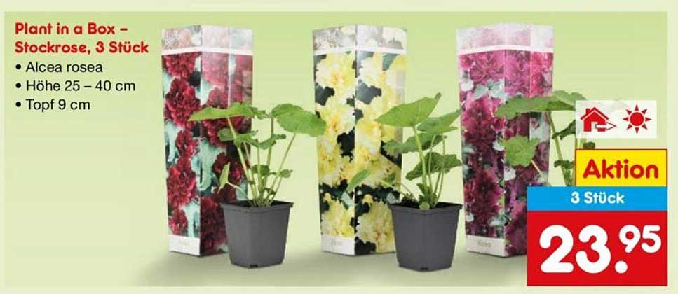 Plant in a Box – Stockrose, 3 Stück