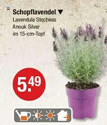 Schopflavendel Lavendula Stocheas Anouk Silver im 15-cm-Topf