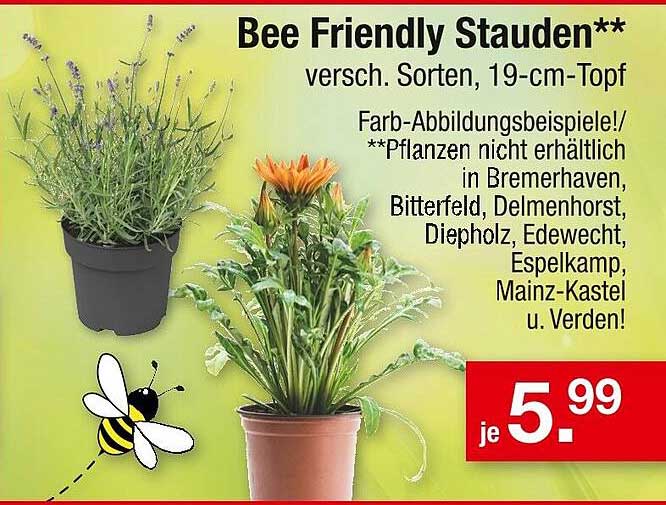 Bee Friendly Stauden - versch. Sorten, 19-cm-Topf