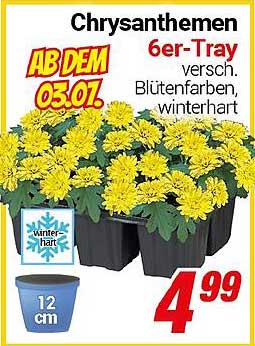 Chrysanthemen 6er-Tray - verschiedene Blütenfarben, winterhart