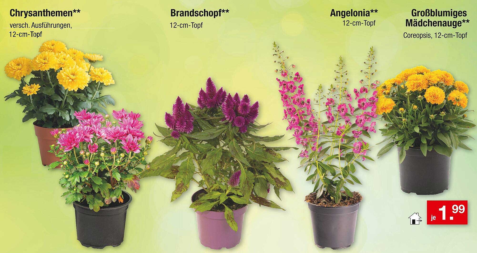 Chrysanthemen, Brandkopf, Angelonia und Großblumiges Mädchenauge - jeweils im 12-cm-Topf