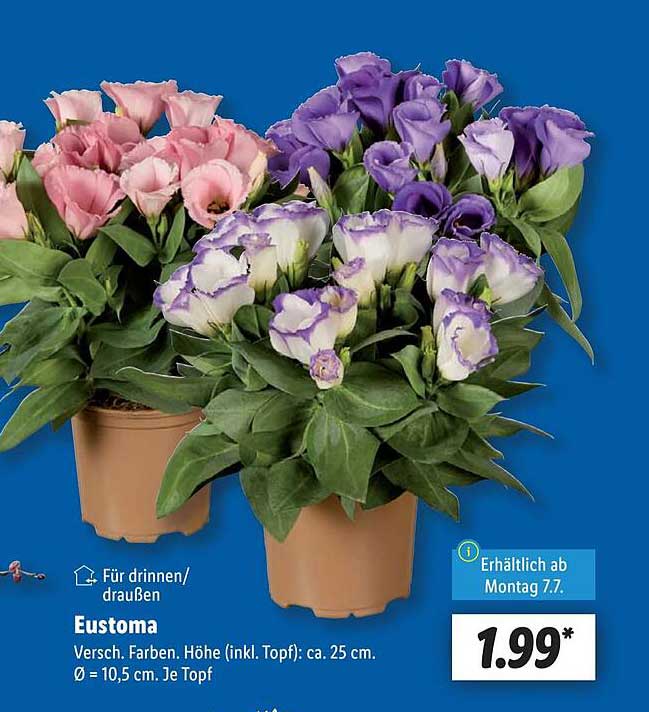 Eustoma – Farbenfrohe Blüten für Ihr Zuhause