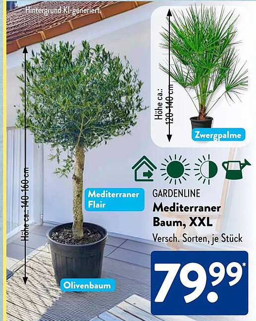 GARDENLINE Mediterraner Baum, XXL - Versch. Sorten, je Stück