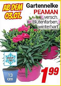 Gartennelke PEAMAN - verschiedene Blütenfarben, winterhart