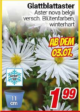 Glattblättriger Aster - Aster nova belgii, verschiedene Blütenfarben, winterhart