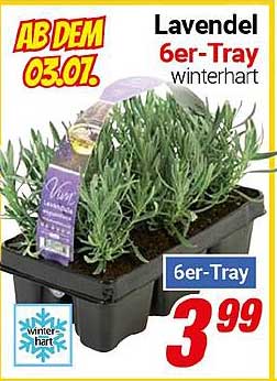 Lavendel 6er-Tray winterhart