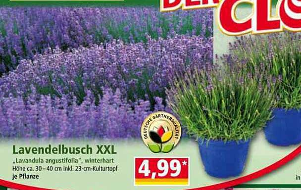 Lavendelbusch XXL