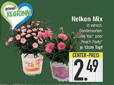 Nelken Mix in verschiedenen Sorten: "I Love You" oder "Peach Party"