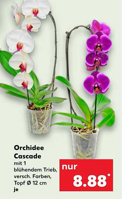 Orchidee Cascade mit 1 blühendem Trieb – verschiedene Farben
