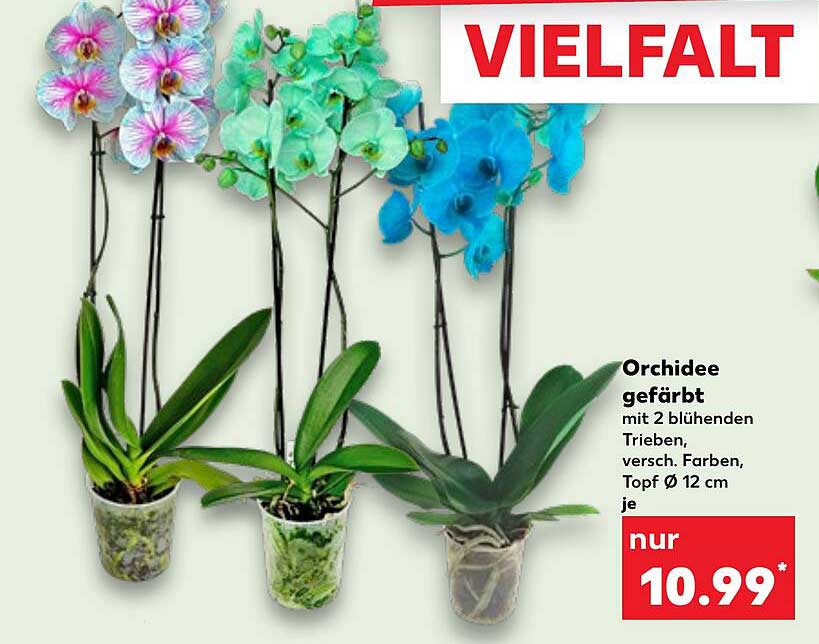 Orchidee gefärbt mit 2 blühenden Trieben, versch. Farben, Topf Ø 12 cm je