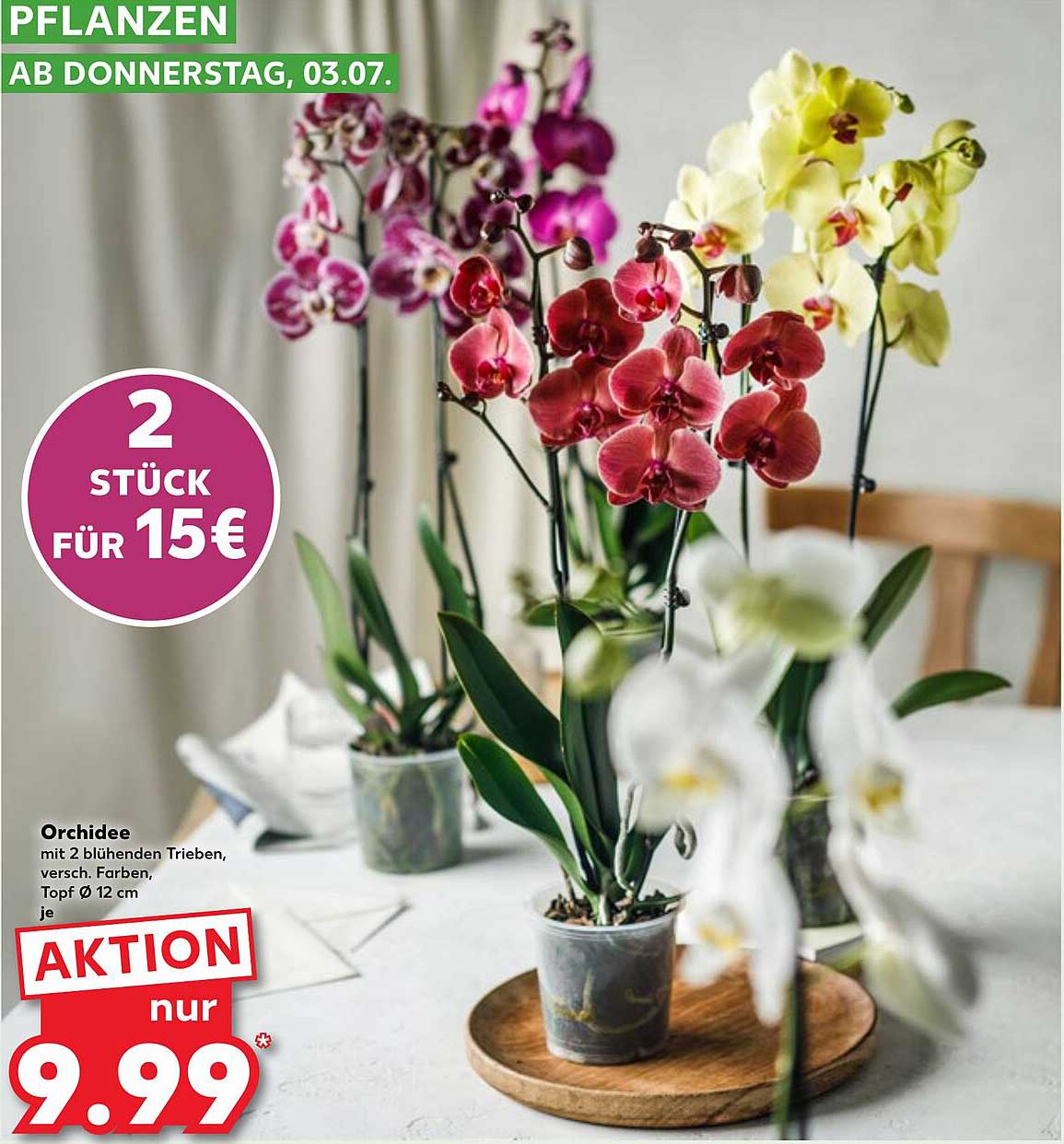 Orchidee mit 2 blühenden Trieben, verschiedene Farben