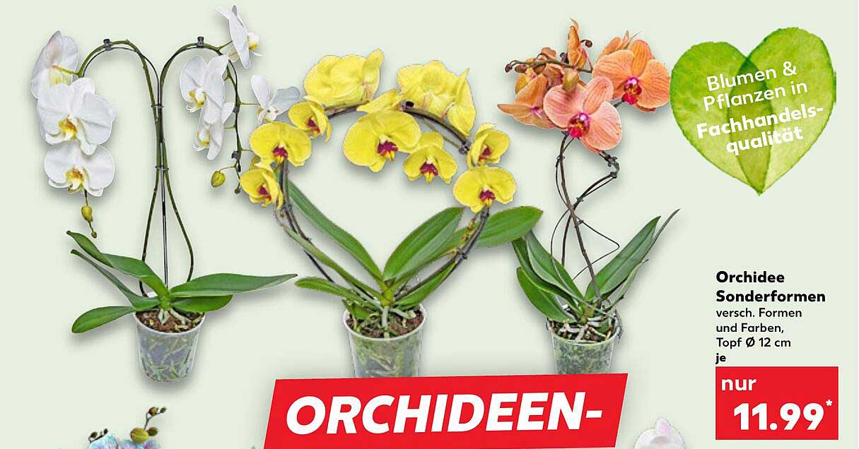 Orchidee Sonderformen versch. Formen und Farben, Topf Ø 12 cm je