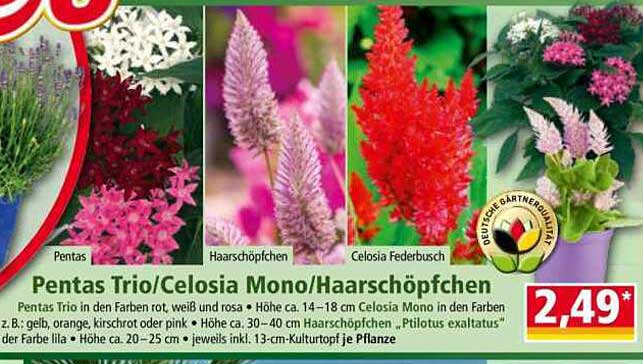 Pentas Trio/Celosia Mono/Haar-Schöpfchen