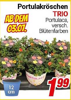 Portulakröschen TRIO – Verschiedene Blütenfarben