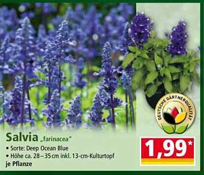 Salvia „farinacea“ - Deep Ocean Blue