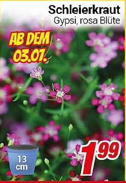 Schleierkraut Gypsi, rosa Blüte