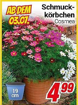 Schmuck-körbchen Cosmea
