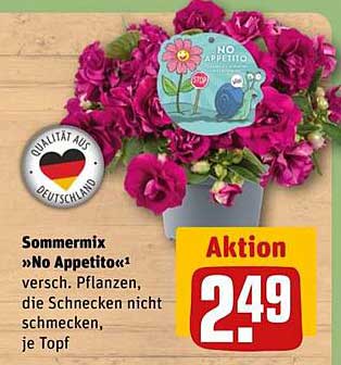 Sommermix »No Appetito« - verschiedene Pflanzen, die Schnecken nicht schmecken, je Topf