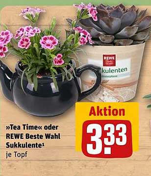 »Tea Time« oder REWE Beste Wahl Sukkulenten je Topf