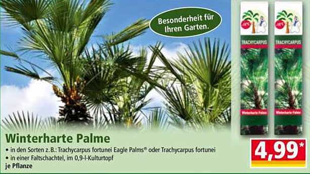 Winterharte Palme