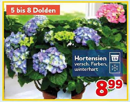 5 bis 8 Dolden Hortensien versch. Farben, winterhart