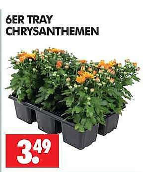 6ER TRAY CHRYSANTHEMEN