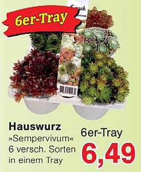 6er-Tray Hauswurz »Sempervivum« 6 versch. Sorten in einem Tray
