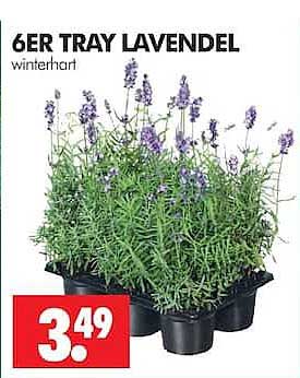 6ER TRAY LAVENDEL