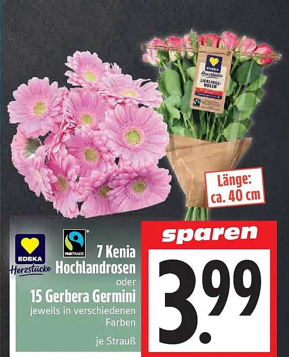 7 Kenia Hochlandrosen oder 15 Gerbera Germini