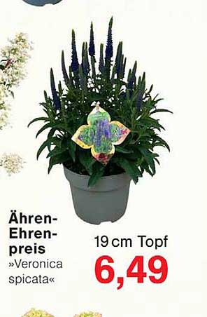Ähren-Ehrenpreis »Veronica spicata«